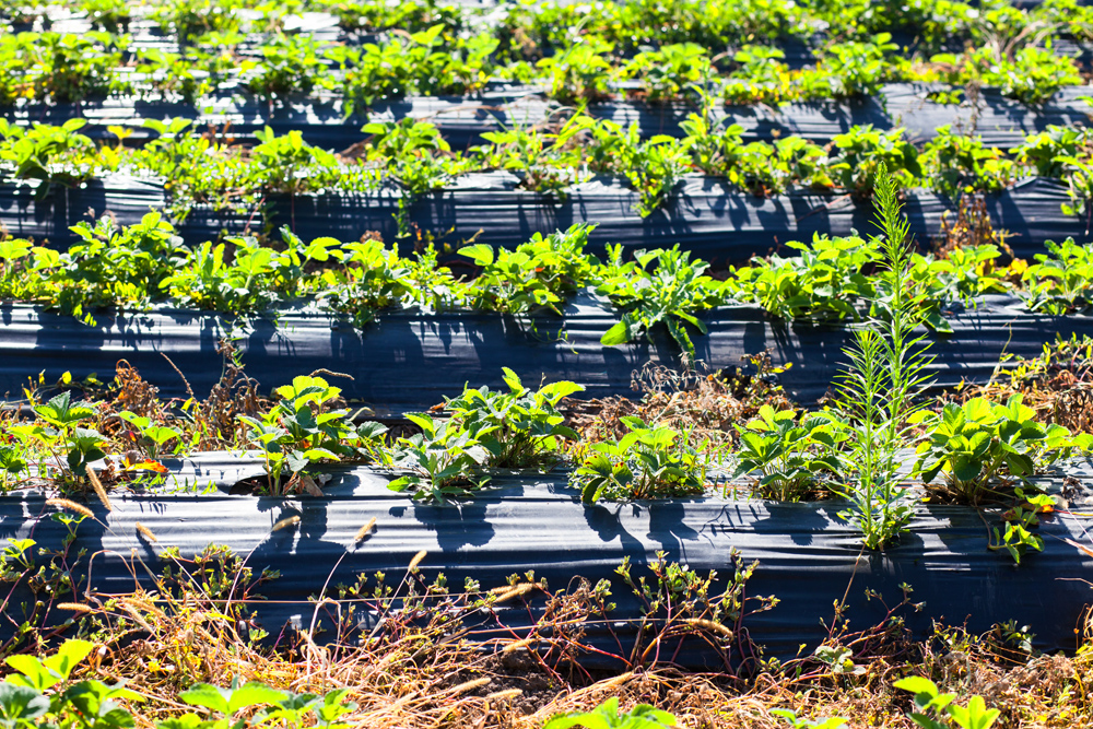 BLACK FILM FOR MULCH